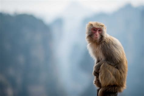Monkey Magic Unraveled: Decoding the Enigma of Simian Responses